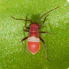 Lopidea