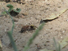 Camponotus crispulus