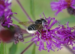 Megachile texana