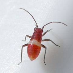 Lopidea