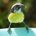 Bonaire Bananaquit - Photo (c) Ali and Brice, some rights reserved (CC BY-NC), uploaded by Ali and Brice