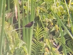 Lonchura atricapilla