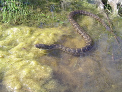 Nerodia clarkii