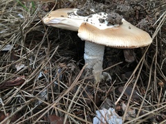 Amanita velosa