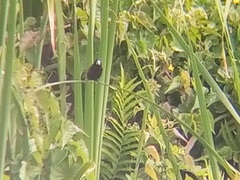 Lonchura atricapilla