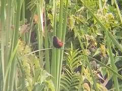 Lonchura atricapilla