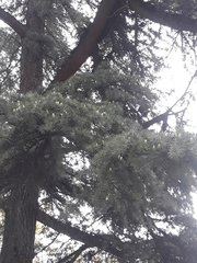 Cedrus