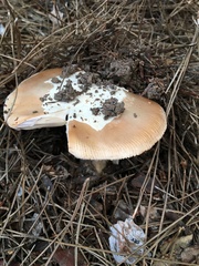 Amanita velosa