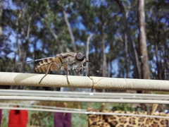 Tabanidae