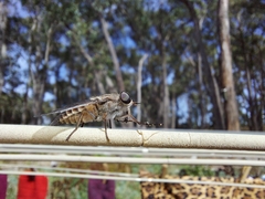 Tabanidae