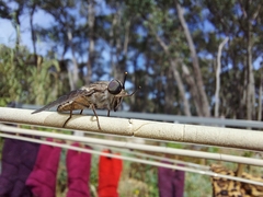 Tabanidae