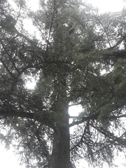 Cedrus