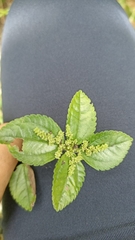 Pilea nummulariifolia