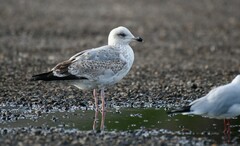 Larus argentatus