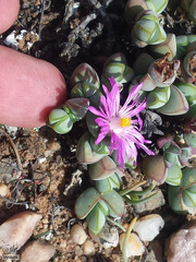 Braunsia maximilianii