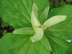 Trillium albidum
