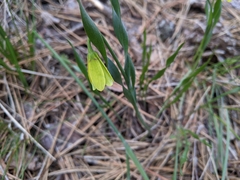 Fritillaria pudica