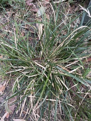 Carex divulsa