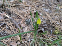 Fritillaria pudica