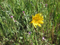 Wyethia angustifolia