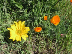Wyethia angustifolia