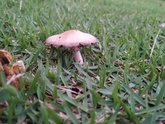 Agaricus
