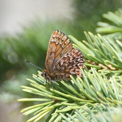 Callophrys eryphon