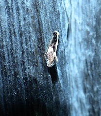 Monopis dorsistrigella