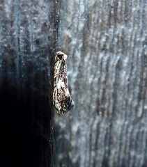 Monopis dorsistrigella