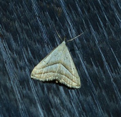 Macrochilo absorptalis