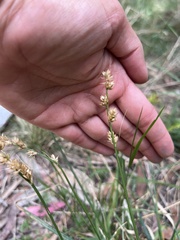 Carex divulsa