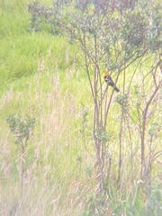 Pheucticus chrysogaster