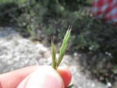 Bromus anomalus
