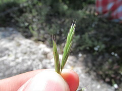 Bromus anomalus