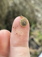 Polygyra