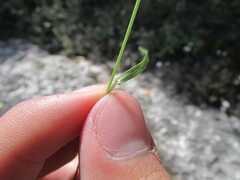 Bromus anomalus