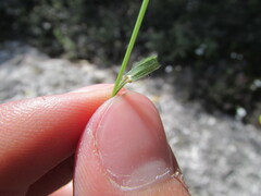 Bromus anomalus