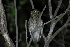 Megascops roboratus