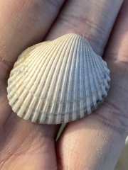 Lunarca ovalis