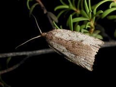 Planotortrix notophaea