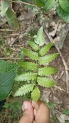 Diplazium taiwanense