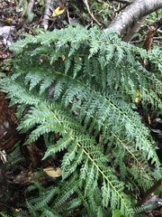 Lophosoria quadripinnata