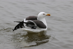 Larus fuscus