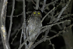 Megascops roboratus