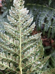 Lophosoria quadripinnata