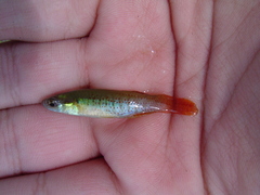 Fundulus chrysotus
