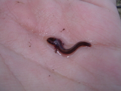 Siren intermedia