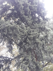 Cupressus