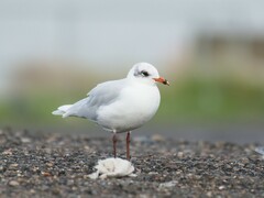 Ichthyaetus melanocephalus