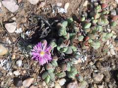 Braunsia maximilianii